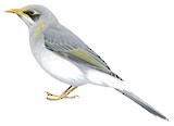 Yellow-throated Miner Illustration