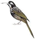 Vogelkop Melidectes Illustration