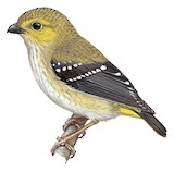 Forty-spotted Pardalote Illustration