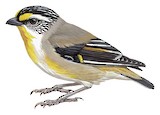 Striated Pardalote Illustration