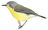 Golden-bellied Gerygone Illustration