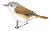 Rufous-sided Gerygone Illustration