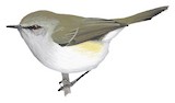 Grey Gerygone Illustration