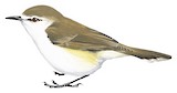 Chatham Gerygone Illustration