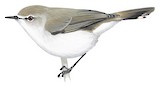 Mangrove Gerygone Illustration