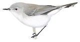 Western Gerygone Illustration