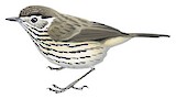 Speckled Warbler Illustration