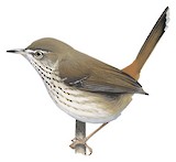 Chestnut-rumped Heathwren Illustration