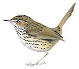 Striated Fieldwren Illustration