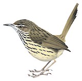 Western Fieldwren Illustration