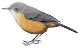 Rockwarbler Illustration