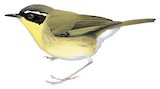 Yellow-throated Scrubwren Illustration