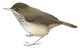 Pale-billed Scrubwren Illustration