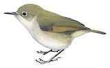 Grey-green Scrubwren Illustration