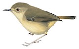 Atherton Scrubwren Illustration