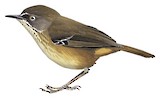 Tasmanian Scrubwren Illustration