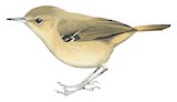 Tropical Scrubwren Illustration