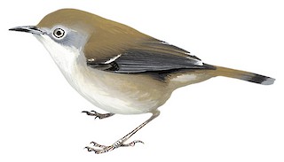 Acanthizidae - Thornbills and Allies - Birds of the World