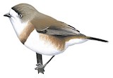 Chestnut-breasted Whiteface Illustration