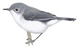 Grey Thornbill Illustration