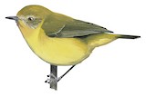 Yellow Thornbill Illustration