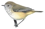 Striated Thornbill Illustration