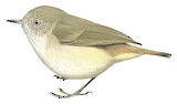 Mountain Thornbill Illustration