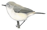 Slender-billed Thornbill Illustration