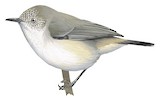 Western Thornbill Illustration