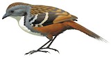 Australian Logrunner Illustration