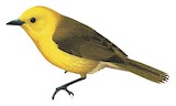 Yellowhead Illustration