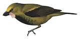 Wattled Ploughbill Illustration