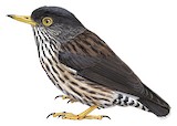 Papuan Sittella Illustration