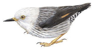 Daphoenositta chrysoptera leucocephala