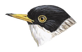 Daphoenositta chrysoptera leucoptera