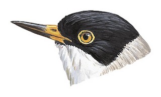 Daphoenositta chrysoptera pileata