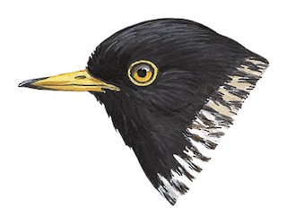 Daphoenositta chrysoptera striata