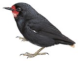 Black Sittella Illustration