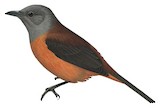 Northern Variable Pitohui Illustration