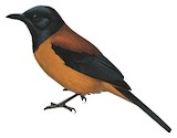 Southern Variable Pitohui Illustration