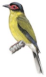 Australasian Figbird Illustration