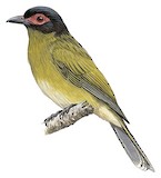 Green Figbird Illustration