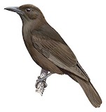 Dusky-brown Oriole Illustration