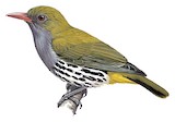 Philippine Oriole Illustration