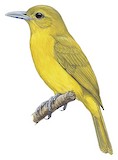 Isabela Oriole Illustration