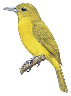 Illustrations - Isabela Oriole - Oriolus isabellae - Birds of the