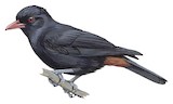 Black Oriole Illustration