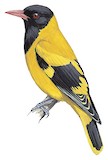 Black-hooded Oriole Illustration