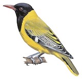 Black-headed Oriole Illustration