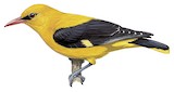 Eurasian Golden Oriole Illustration